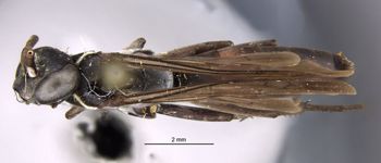 Media type: image;   Entomology 13678 Aspect: habitus dorsal view